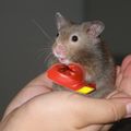 WarHamster