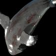 s6.jpg SHARK, DOWNLOAD Shark 3D modeL - Animated for Blender-fbx-unity-maya-unreal-c4d-3ds max - 3D printing SHARK SHARK FISH - TERROR  - PREDATOR - PREY - POKÉMON - DINOSAUR - RAPTOR