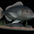 Dentex-statue-1-8.png fish Common dentex / dentex dentex statue underwater detailed texture for 3d printing