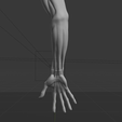 a.png Anatomia do músculo do braço humano Modelo 3D | Estrutura realista do antebraço e da mão | Modelo de estudo anatómico