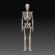 Skeleton.jpg Human skeleton