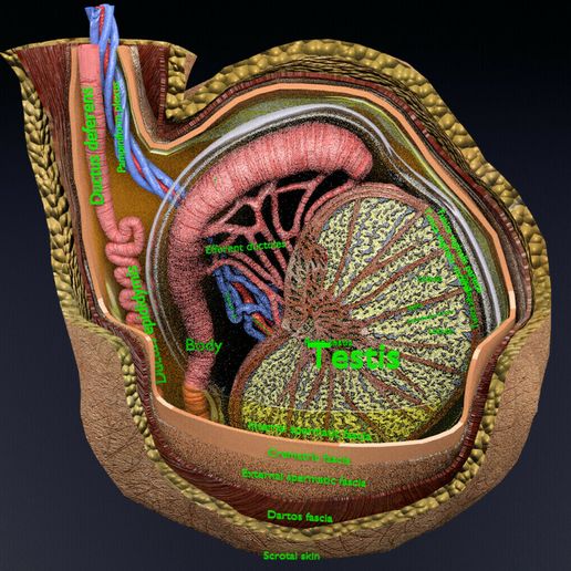 file-22.jpg testis with covering layers 3D model