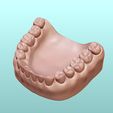 2.jpg Dental Human Teeth model