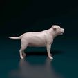 Staf-02.jpg Staffordshire Bull terrier