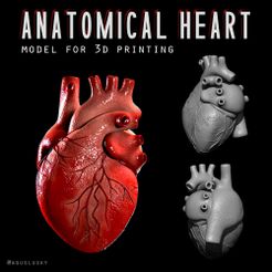 Untitled-1.jpg ANATOMICAL HUMAN HEART - COMMERCIAL LICENSE