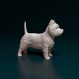 West_tail_up.jpg West highland white terrier