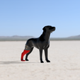 Foto1.png Biomechanical Prosthesis for Dog Rear Right Leg - Biomechanical Prosthesis for Dog Rear Right Leg