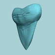 06.png Megalodon Tooth - Jurassic Fossile Real Size