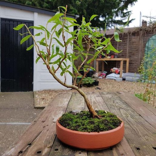 Circular Bonsai Pot - No Support Print, With Drainage HolesFree STL  File for Cults