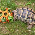 IMG-20230523-WA0006.jpg Tortoise Feeder Environment Enrichment Toy Hex Ball Easy Print No Supports