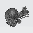8.png SKULL THROAT ANATOMY Human Skeleton BONES NECK DK