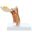 rudiger-anatomie-rudiger-anatomie-premium-cervical-spine-with-muscles-and-ligaments__14034.jpg 3D Model of Cervical Spine with Muscles and Ligaments