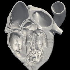 1.png Modèle 3D du cœur (plan apical des 5 cavités)