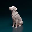 rs-007.jpg Golden Retriever