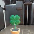 16422ec9-3d42-4679-98db-7492531dd5dc.jpg Lucky Four-Leaf Clover Plant