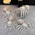 IMG_6831.jpg Flexi Skeleton Spider V2