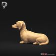 Dachshund-Smooth-Haired-Pose-07-Dog-3D-Print-7s.jpeg Teckel à poil lisse Pose 07
