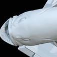 White-grouper-open-mouth-1-61.png fish white grouper / Epinephelus aeneus trophy statue detailed texture for 3d printing