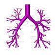 Bronchial tree anatomy-1.JPG STL file Bronchial tree 3d printing model・3D printing idea to download, RachidSW