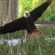 0_00019.png Eagle Eagle - DOWNLOAD Eagle 3d Model - Animated for Blender-Fbx-Unity-Maya-Unreal-C4d-3ds Max - 3D Printing Eagle Eagle BIRD - DINOSAUR - POKÉMON - PREDATOR - SKY - MONSTER