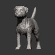 Border-terrier10.jpg Border terrier 3D print model