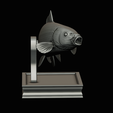 common-carp-trophy-2-2-1-28.png COMMON CARP (CYPRINUS CARPIO) fish in motion trophy statue detailed texture for 3d printing