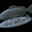 Dentex-statue-1-41.png fish Common dentex / dentex dentex statue underwater detailed texture for 3d printing