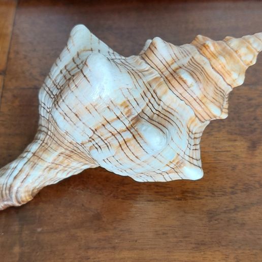 Snail shell from the sea 3D SCAN