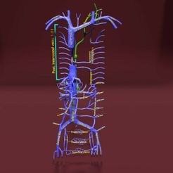 file-37.jpg Sistema venoso tórax vena abdominal etiquetado modelo 3D