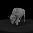 camera003.png American Bison Female Sculpture