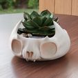1.jpg Cute skull pot plate