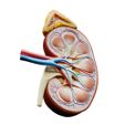 Kidney_Cross_Section.jpg Kidney Cross Section Anatomy