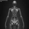 Female-Human-Skeleton-3D-Model-sculpted-by-Yacine-BRINIS-031.jpg Highly Detailed Human Skeleton (Female)