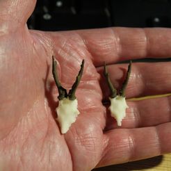 IMG_2967.jpg Бесплатный 3D файл Capreolus capreolus・Дизайн 3D принтера для загрузки