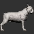 boston-terrier8.jpg boston terrier 3D print model