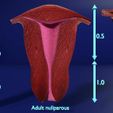 uterus-stages-cut-section-animated-labelled-3d-model-89091f8e54.jpg uterus stages cut section animated labelled 3D model