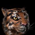 TigerSM.jpg Tiger portrait