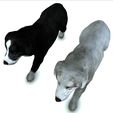 4.jpg DOG DOG - DOWNLOAD Sheepdog 3d model - CANINE PET GUARDIAN WOLF HOUSE HOME GARDEN POLICE 3D printing DOG DOG