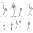 Neuron_Matcap.png Types of Neurons