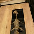 received_1558316064981187.jpeg Elasmosaurus skeleton part3