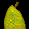 04.png 3D Model of the Lungs Airways