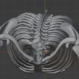 10.png 3D Model of Heart in Thorax