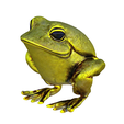 model-1.png Gold frog