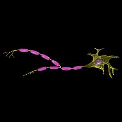 neuron-axon-parts-labelled-detail-3d-model-blend-1.jpg Neuron axon parts labelled detail 3D model