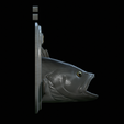White-grouper-head-trophy-8.png fish head trophy white grouper / Epinephelus aeneus open mouth statue detailed texture for 3d printing