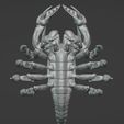 4.jpg God Scorpion/ King Scorpion