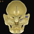 skull-labelled-anatomy-text-ldetailed-3d-model-blend-2.jpg skull labelled anatomy text detailed 3D