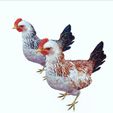ww.jpg CHICKEN CHICKEN - DOWNLOAD CHICKEN 3d Model - animated for Blender-Fbx-Unity-Maya-Unreal-C4d-3ds Max - 3D Printing HEN hen, chicken, fowl, coward, sissy, funk- BIRD - POKÉMON - GARDEN