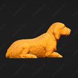 934-Basset_Fauve_de_Bretagne_Pose_09.jpg Basset Fauve de Bretagne Dog 3D Print Model Pose 09