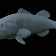 Bass-mouth-2-statue-4-37.png fish Largemouth Bass / Micropterus salmoides in motion open mouth statue detailed texture for 3d printing